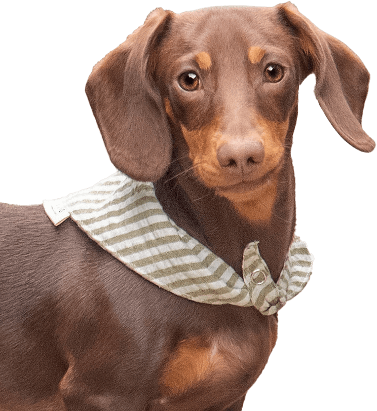 dog_img_2 (1)
